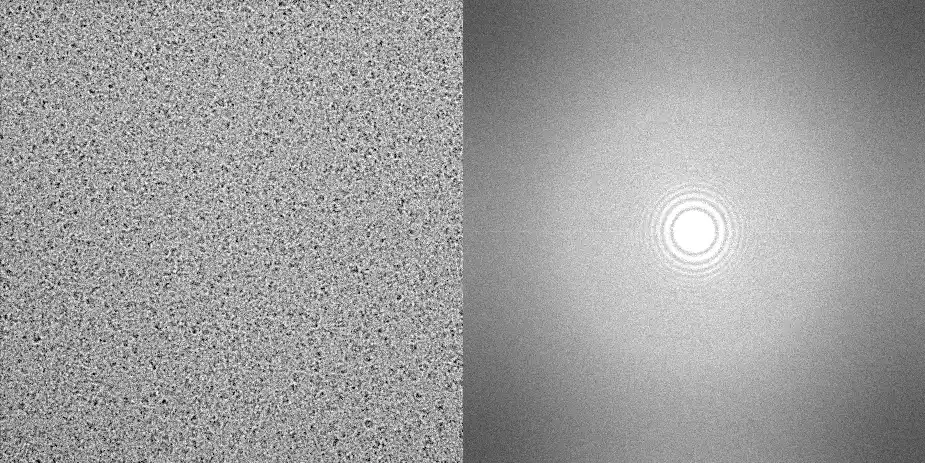 Raw cryo-TEM micrograph showing vitrified protein particles distributed in thin amorphous ice.