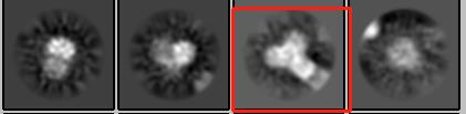 2D class averages of protein particles showing distinct orientations and structural features.