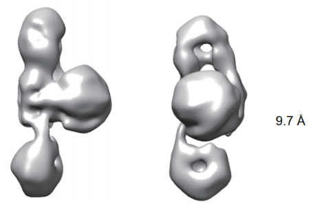 Refined 3D cryo-EM density map of a protein complex reconstructed at 9.7 Å resolution.