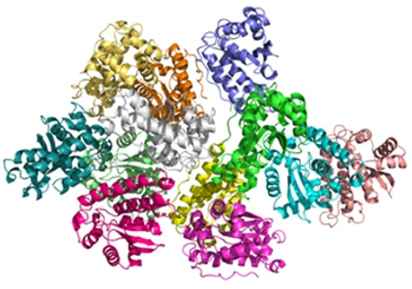 Ribbon diagram of a multi-subunit protein complex with individual chains colored distinctly.