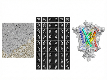 Cryo-EM single-particle analysis workflow from vitrified grid to 2D class averages and 3D density map reconstruction.
