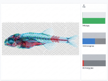 AI phenotypic analysis dashboard displaying skeletal anomaly detection in zebrafish larvae.