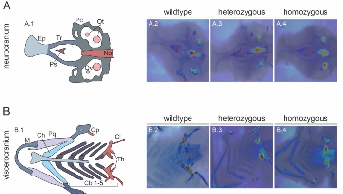 Figure 1. Correlation of AI analyzed structures by attention rollout visualizations overlaid on the original microscopic images.