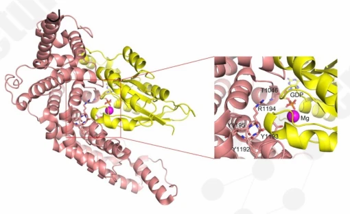 Crystal structure of IQGAP1 GRD-Cdc42 complex with virtual screening grid center.