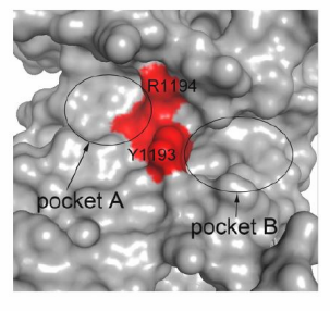 Two druggable pockets at the GRD-Cdc42 protein-protein interface.
